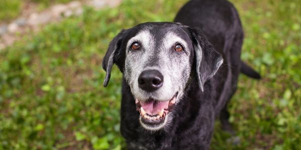 Black lab deals coughing gagging